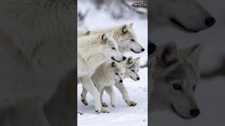 Snow White Wolf Couple With Grown Up Cubs Part 2  You Must See There Emotions wolf animals [upl. by Frederic]