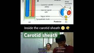 carotid sheath anatomy mbbsmedicos neet ug neet pgtricks to remember ✨💫🏥Sudarshanlipane177 [upl. by Haneekas]