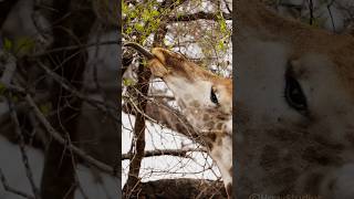 Giraffe Eating Leaves Wincent QjRS3 nature wildlife giraffe [upl. by Betz108]