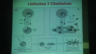 Mecanismos Efectores de la Respuesta Inmune [upl. by Llewen414]
