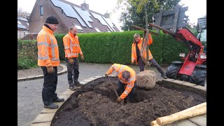 Boom geplant op het schoolplein 20 november 2024 [upl. by Edna]