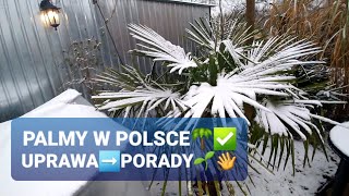 1216🌴Palma trachycarpus w gruncie Kolejne porady uprawy  yucca rostrata figibananowce [upl. by Nyllaf]