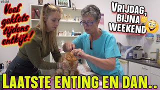 Bijna WEEKEND Vandaag KITTENS laatste ENTING en dan VLIEGEN ze UIT Wat is het SNEL GEGAAN 3488 [upl. by Rabma]