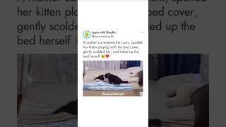 🐈 Cat scolding her baby is so cute ♥️  Learn with Shaykh💡life facts trending shorts ytshorts [upl. by Stirling503]