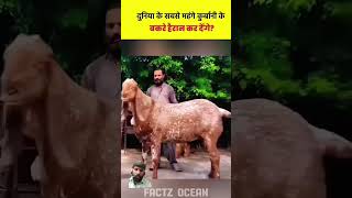 Dunya ka sab sa wazni bakra Punjab ma pala Gaya dakh KR Harahan rah gayaviralbakrabakraeid2k24 yt [upl. by Nerrol104]