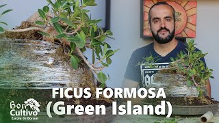 Bonsai sobre Rocha FICUS FORMOSA  Boncultivo Bonsai [upl. by Analiese]