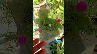 Flower plant ☘️ gardening fertilizer gardeningtips gardengyan garden shortsfeeds [upl. by Desi303]