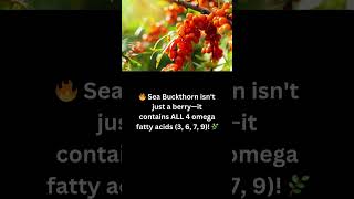 Sea Buckthorn The Omega Powerhouse 🌟facts viralvideo shorts [upl. by Nylhsa751]