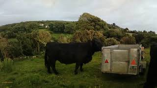 Moving the cows and starting on the ragwort [upl. by Styles]