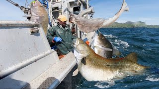 longline fishing Commercial Fishermen Fishing Vessel  Catch Giant cod and Halibut in skill Alaska [upl. by Atoiyanap]