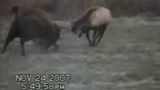 Bull Buffalo fights a Big Elk Bull [upl. by Sedinoel380]