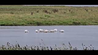 SPOONBILLS BIRDS [upl. by Aneertak]