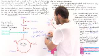 Introduction to Citric Acid Cycle [upl. by Server]