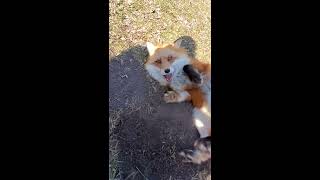 Dixiedo fox runs away with my phone Tries to bury it [upl. by Kreitman]