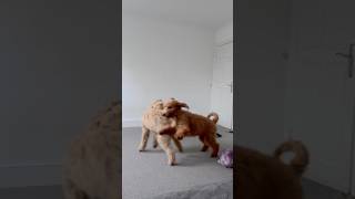 Goldendoodle puppy and Labradoodle puppy Where is the breakfast [upl. by Maura]