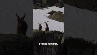 IMPRESIONANTE PELEA de CABRAS Montesas en la Nieve ❄️  Naturaleza Salvaje 🏔️ ibex vidasalvaje [upl. by Gorton]