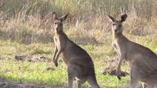 Kangaroo Sounds and Pictures for Teaching [upl. by Robenia84]