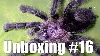 Tartan Tarantulas Unboxing 16 quotAvicularia purpureaquot [upl. by Fisk]