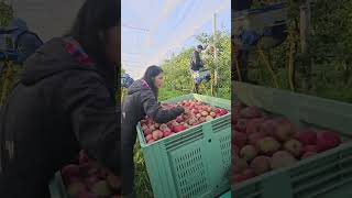 កសិកម្មមកទៀតហើយ agriculture en France [upl. by Sikram]