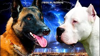 ¿Quién ganaría en una pelea de perros Pastor Belga Malinois vs Dogo Argentinoquot [upl. by Angelina]