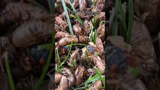 Billions of cicadas emerge across eastern United States  shorts cicada insects [upl. by Hirschfeld1]