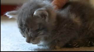 Viewers outraged by kittens abused [upl. by Ritz]