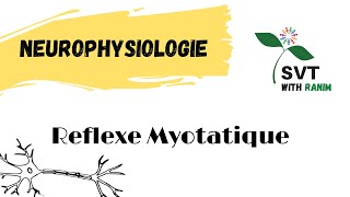 Neurophysiologie  Reflexe Myotatique  Bac SVT [upl. by Nnylannej153]