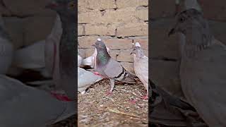 Name Banana ka liyasubscribe youtubeshorts pigeon [upl. by Brennen347]