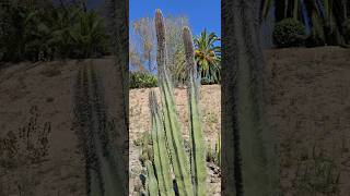 Humungos Lophocereus schottii  Senita In the farm video viralvideo dance music [upl. by Oirevlis389]