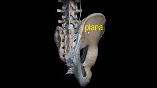 COLUMNA VERTEBRALİS EKLEMLERİ [upl. by Tabib]