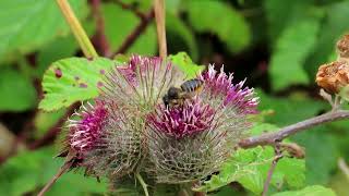 Spined Mason Bee Osmia spinulosa [upl. by Ariay]