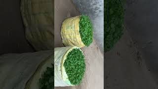 Homemade grow bag me dhaniya music ￼ [upl. by Etienne]