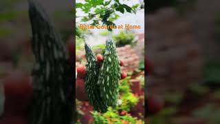 Bitter gourds harvesting at home ✨gardening homegarden harvesting [upl. by Tocci423]