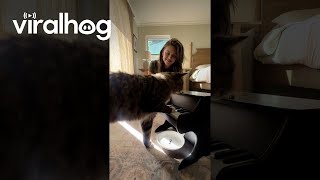 Cat Taught To Play Piano Using Classical Conditioning  ViralHog [upl. by Jessee476]