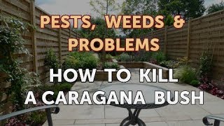 How to Kill a Caragana Bush [upl. by Federica]