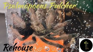 Psalmopoeus Pulcher rehouse [upl. by Eenad]