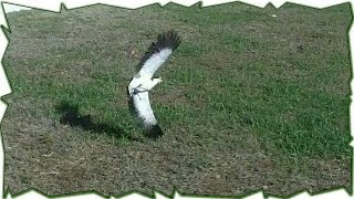 When Plovers Attack  Australian Bird Defends Nest [upl. by Tallulah728]