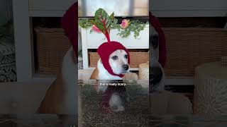 Watch at own risk 🫣 scary doglovers crochet [upl. by Cele]