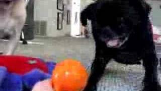 Cosmo the pug is obsessed with his ball [upl. by Yebba]