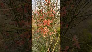 Cadaba aphylla  a wild shrub grown in the Thal desert of Pakistan [upl. by Nika]