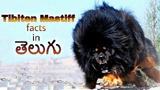 Tibetan Mastiff Dog Facts in Telugu  popular dog breed  Taju logics [upl. by Feil946]