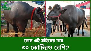 ৩০ কোটির মহিষটি থেকে আয় মাসে ৫ লাখ  খায় বাদামঘিডিমসহ নানা পদের খাবার  AGRICARE 24 [upl. by Saltsman]