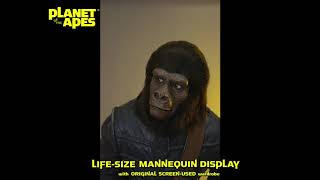 1968 Planet of the Apes GORILLA mannequin [upl. by Hammond689]