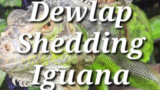 Shedding Iguana  Shedding Dewlap lizard reptiles shedding [upl. by Raynor299]