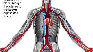 How Blood Flows through the Body Animation  Circulatory System Video [upl. by Ronen]