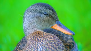 Hyperactive Gadwall Duck Duckling Taking a Break for a Minute 4K [upl. by Rialcnis]