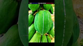 Why Are These Papaya Trees Being Cut Down 🌳  handcraft shortvideos farming [upl. by Winikka]