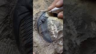 Zlichovaspis Trilobite  Atchana Morocco fossils mexico argentina chicken casablanca [upl. by Atelokin965]