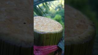 Red coconut toddy🌴🥥trendingnatureshorts [upl. by Oicapot]