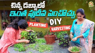 Diy Gardening ideas పుదీనాని ఈసారి ఇలా పెంచి చూడండి MADGARDENER [upl. by Anenahs]